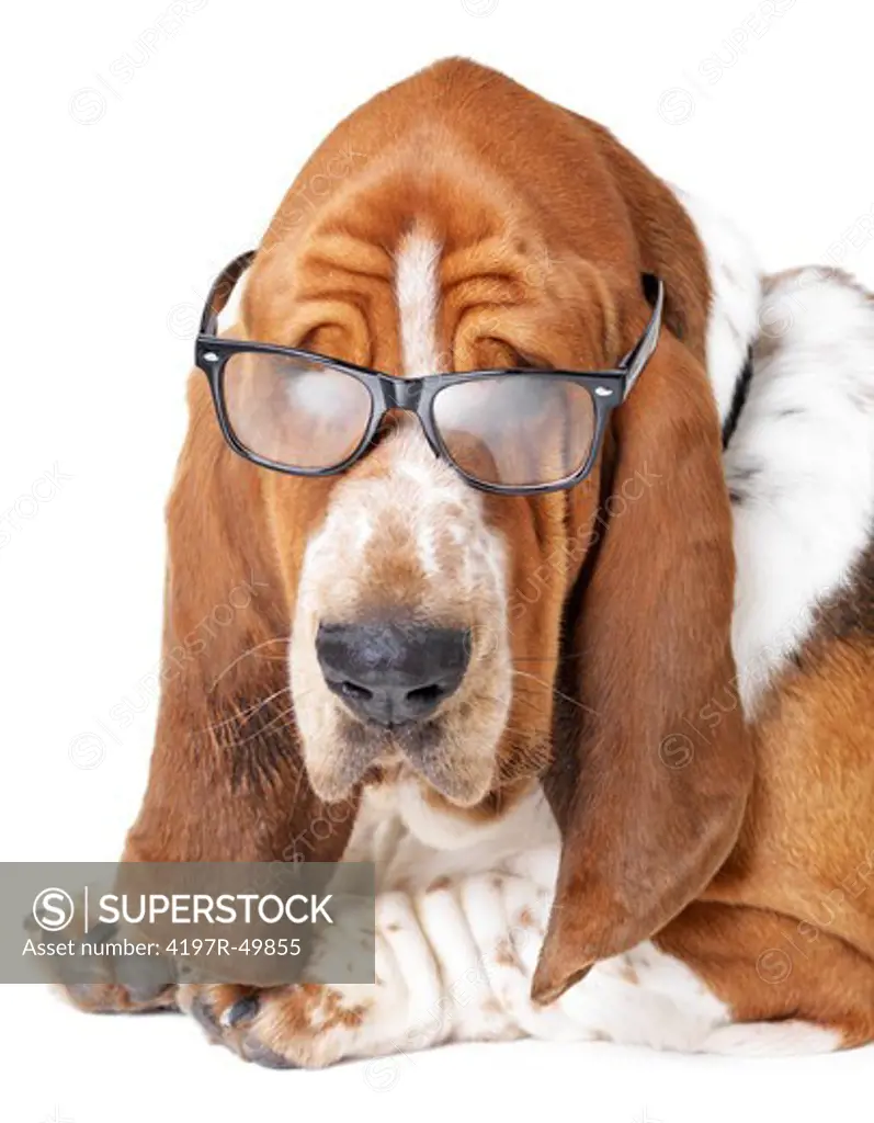 Basset hound with a furrowed brow wearing spectacles while lying isolated on white