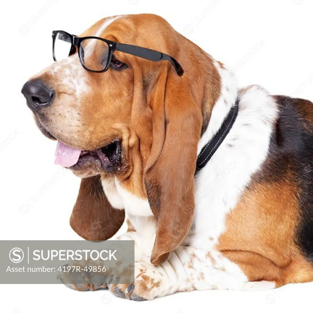 Basset hound looking away while wearing glasses and lying isolated on white