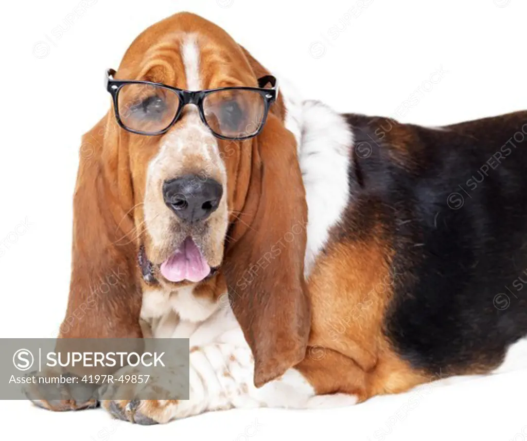 Basset hound lying isolated on white while wearing hipster glasses - portrait