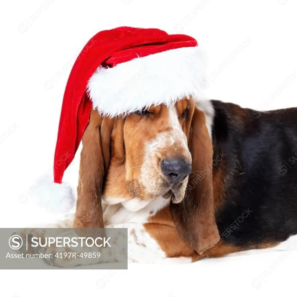 Cute basset hound wearing a santa hat while lying isolated on white