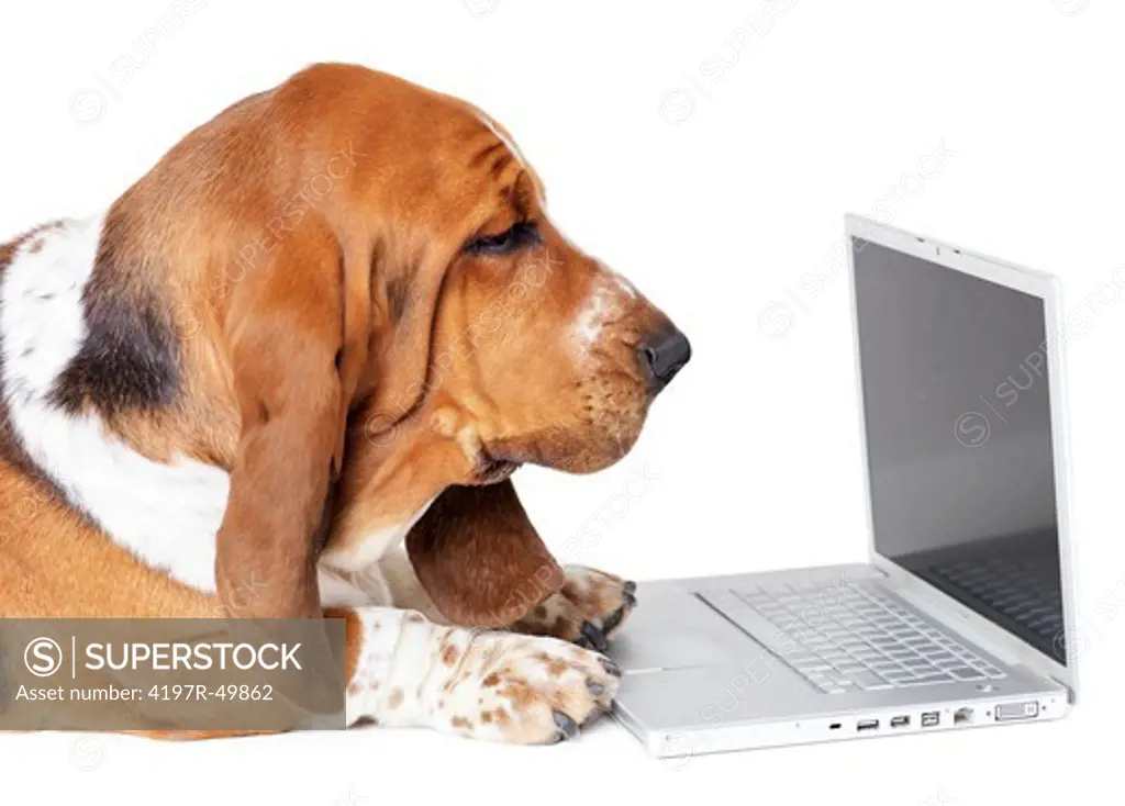 Basset hound using a laptop while lying isolated on white - profile