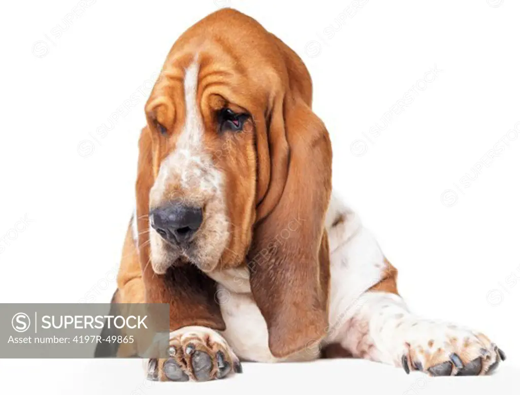 Curious basset hound lying isolated on white and looking at something