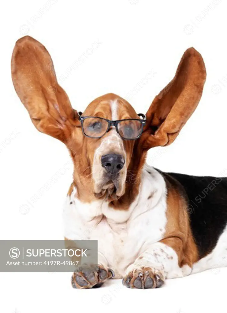 Portrait of a basset hound wearing glasses while his ears are standing upright - lying isolated on white