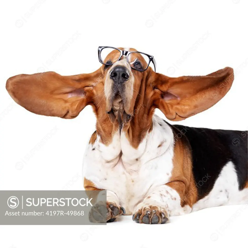Cute basset hound with his ears standing out while wearing glasses - lying isolated on white