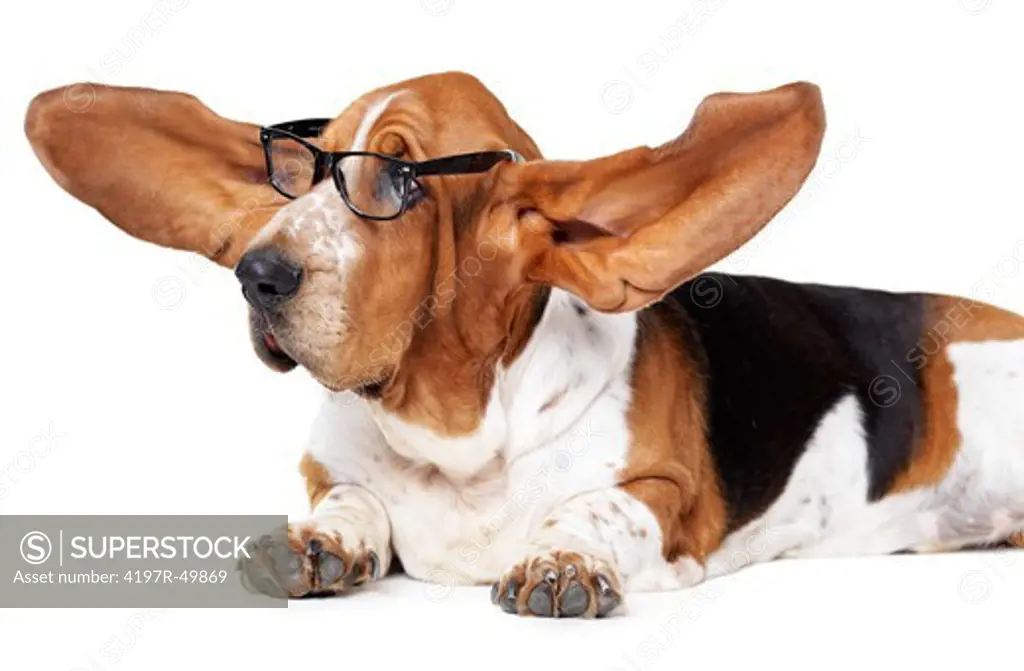 Basset hound lying isolated on white and wearing glasses while his ears are stretched out comically