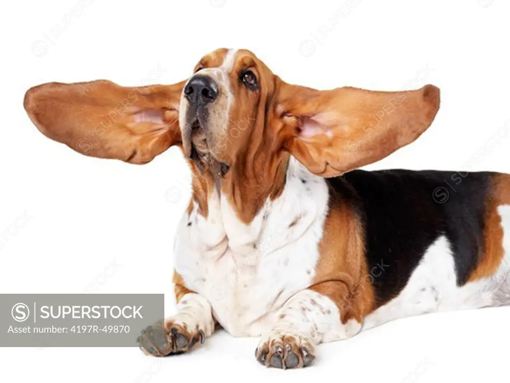 Basset hound with enormous ears stretched out alongside his head while lying isolated on white