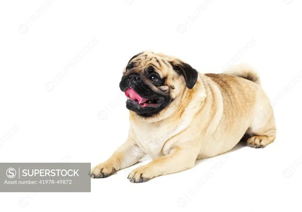 Cute pug lying panting against a white background - copyspace