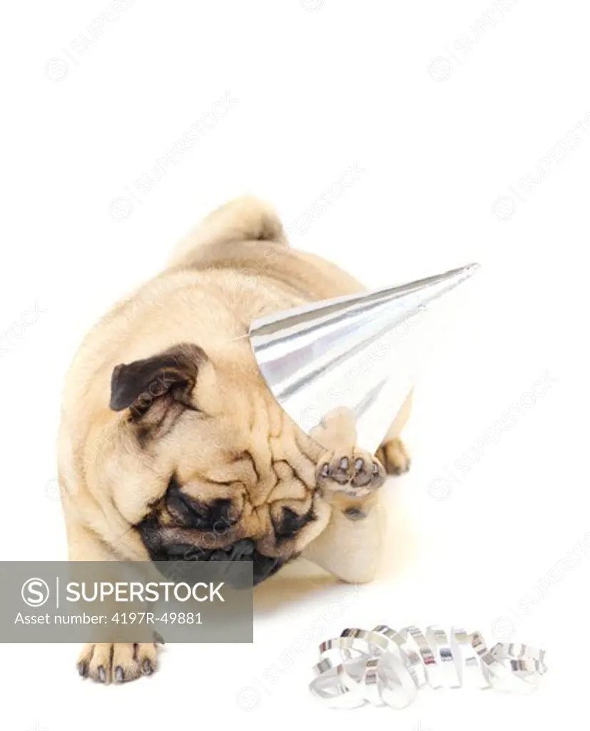 Sad pug looking downwards wearing a silver party hat - copyspace