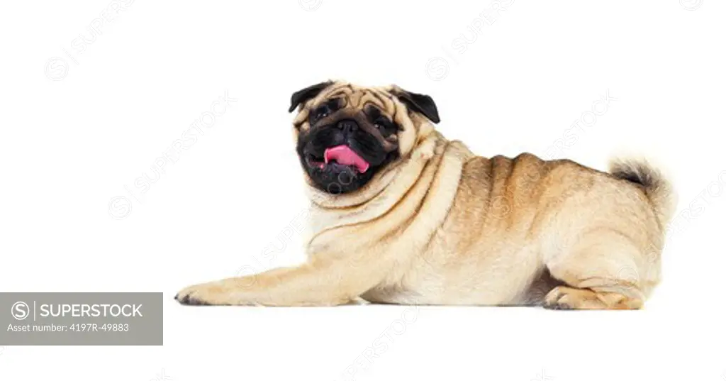 Panting pug lying down and looking at the camera - copyspace