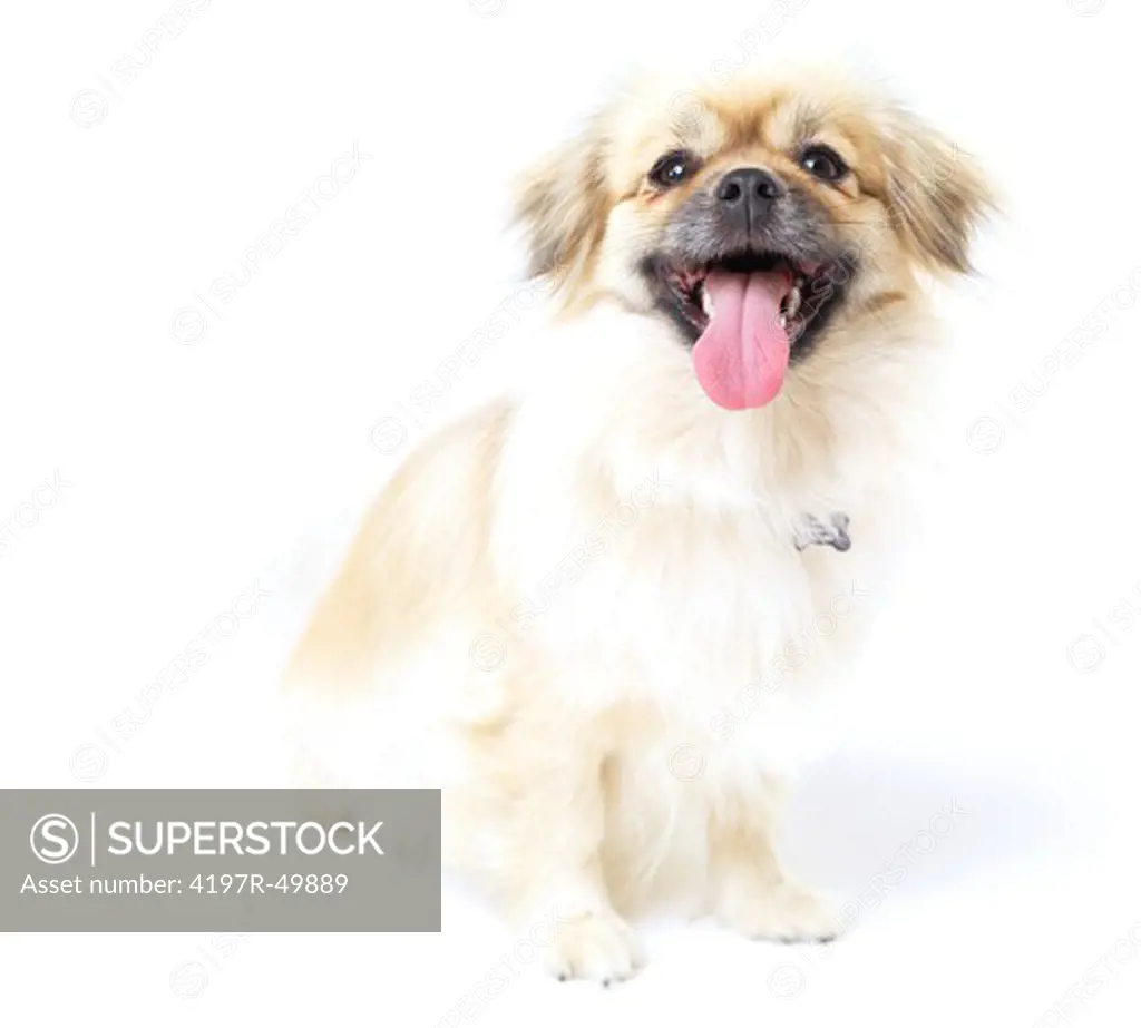 Healthy Tibetan spaniel with a shiny coat looking at the camera - copyspace
