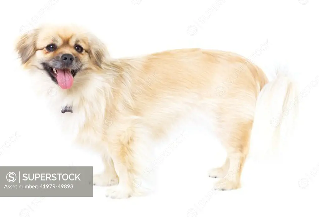 Full-length shot of a healthy and adorable Tibetan spaniel - isolated