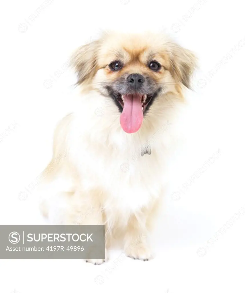 Beautiful little Tibetan spaniel looking straight at the camera while panting
