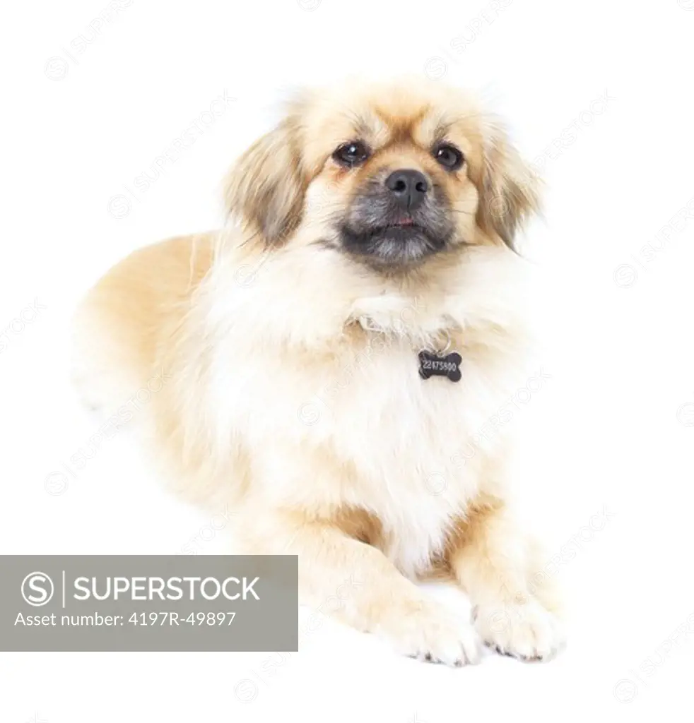 Adorable Tibetan spaniel lying down and looking at the camera - frontal view