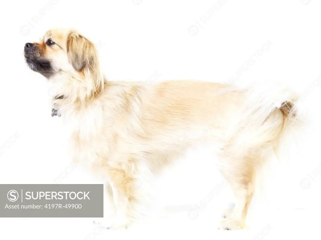 Full-length view of a cute Tibetan spaniel looking out of the frame