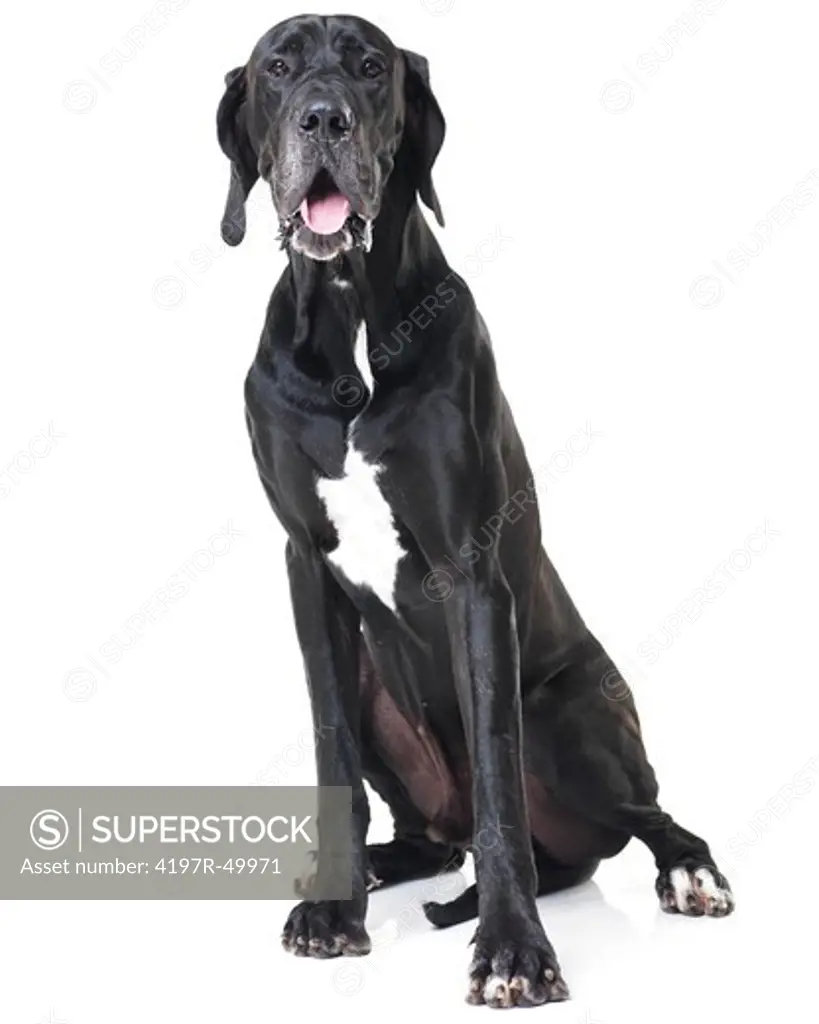 Portrait of a great dane sitting isolated on white
