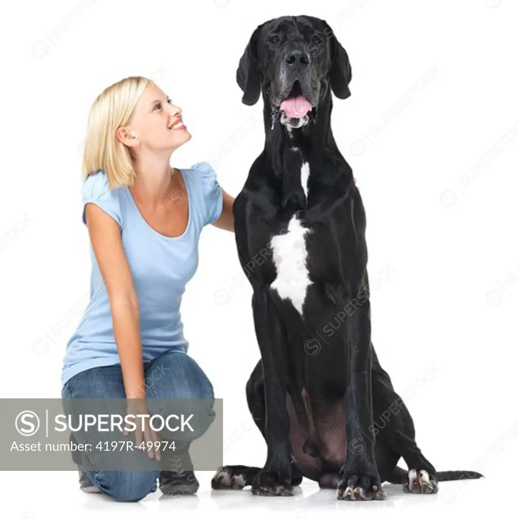 Pretty young woman crouching alongside an enormous great dane with a smile - isolated on white
