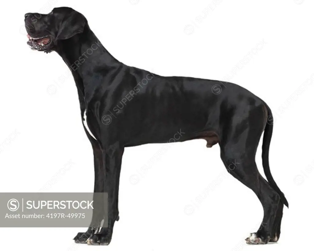 Profile of a well-groomed great dane standing isolated on white - full-length
