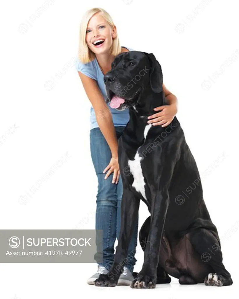 Laughing young woman isolated on white while alongside a huge great dane - portrait