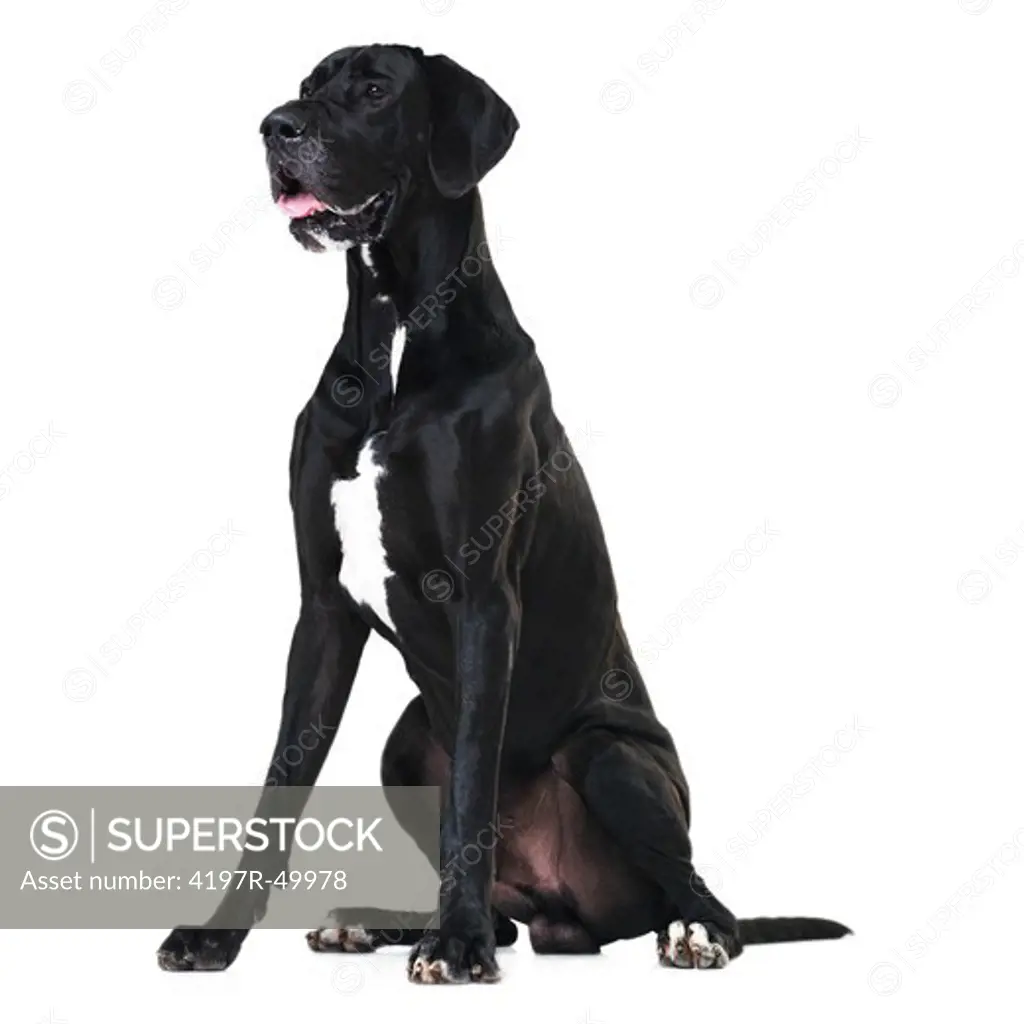 Side portrait of a regal great dane sitting isolated on white