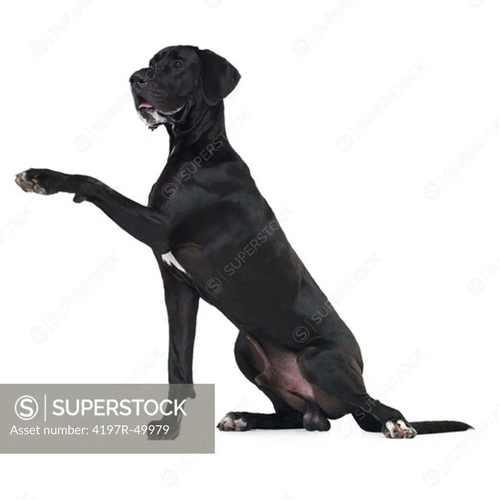 Well-trained great dane sitting isolated on white and offering his paw