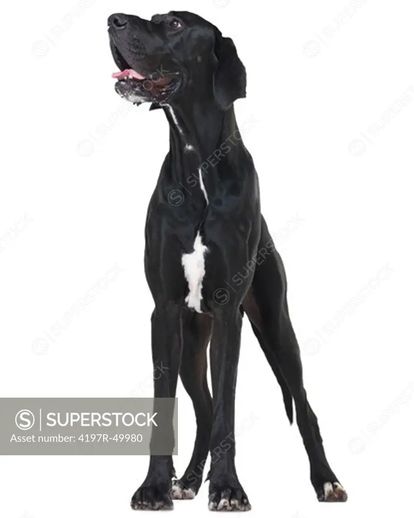 Healthy and well-groomed great dane looking away while standing isolated on white - copyspace