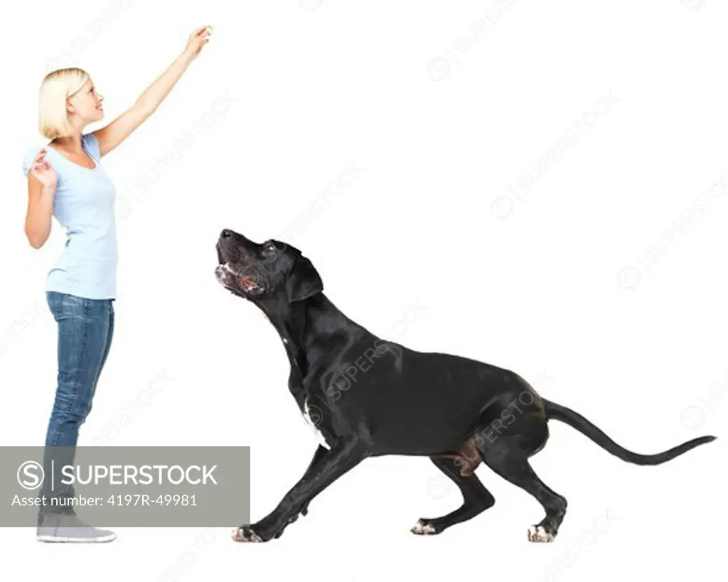 Cute young woman enticing her great dane to jump up and get a treat while isolated on white