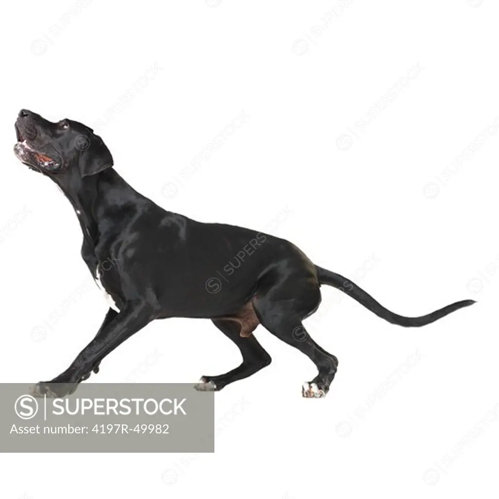 Great dane getting ready to jump while isolated on white - full-length