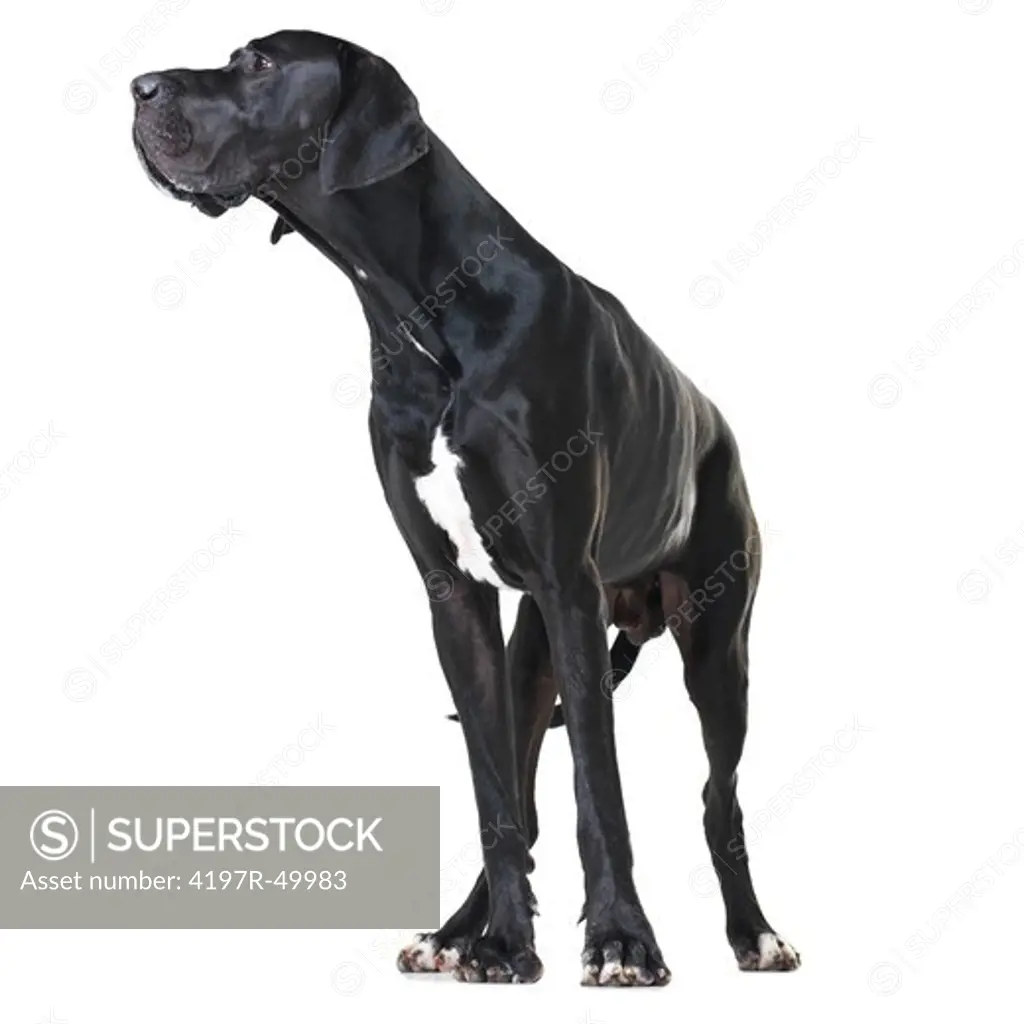 Alert great dane standing isolated on white and looking away - full-length