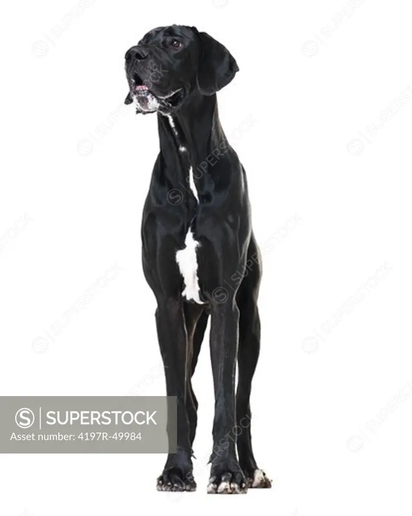 Well-groomed great dane standing isolated on white and looking away - copyspace