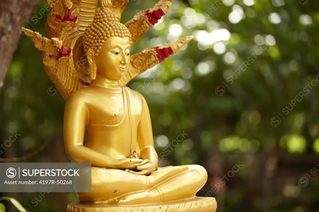 Peaceful golden Buddha with a background of greenery