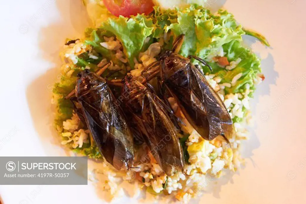 Fried cockroaches presented on a bed of rice with a side salad