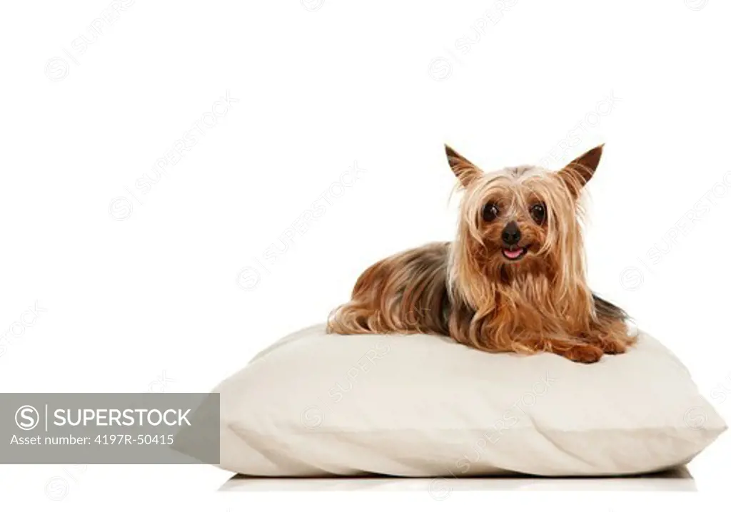 Portrait of a cute yorkshire terrier lying on a pillow - Copyspace
