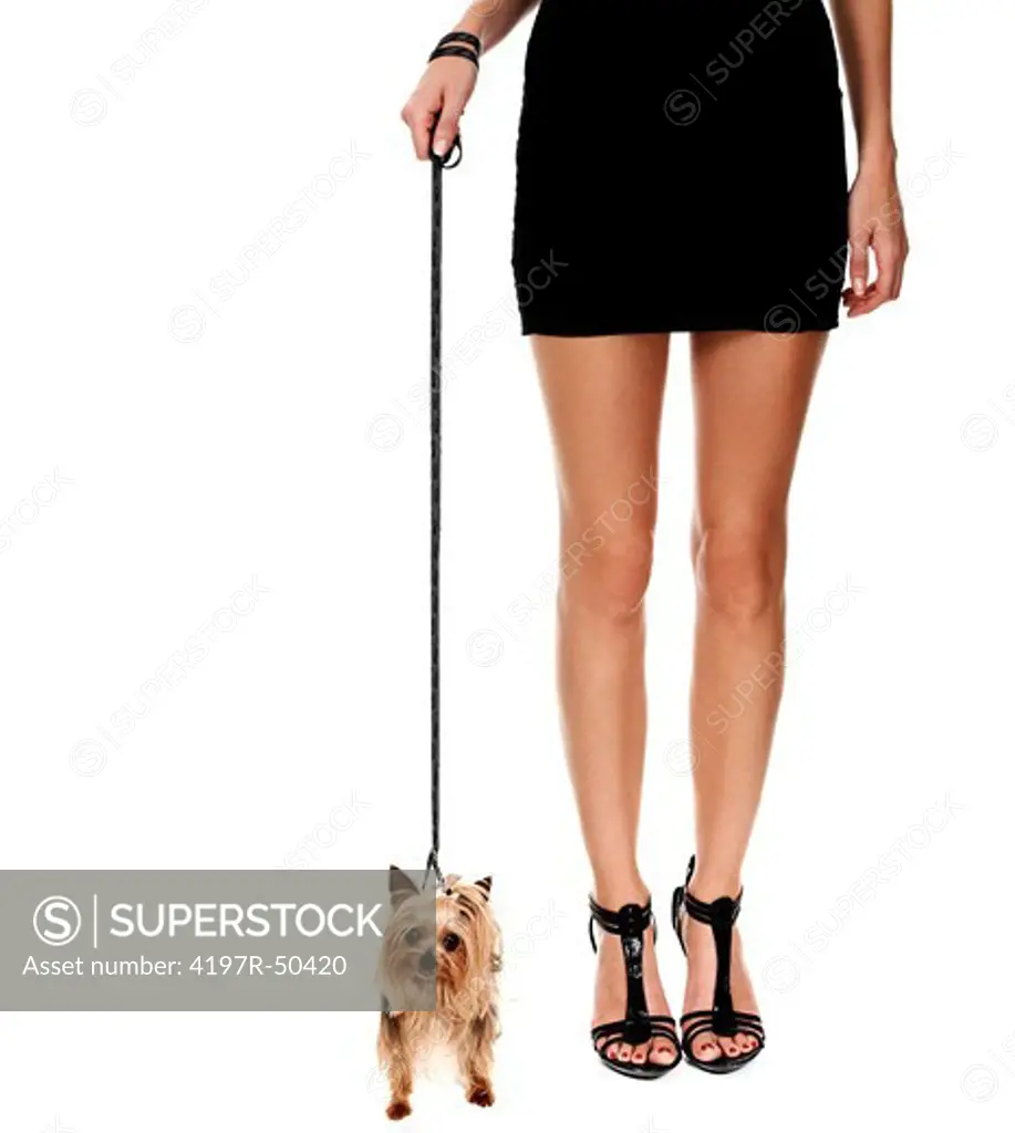 Cropped image of a sexy woman in heels walking her yorkshire terrier