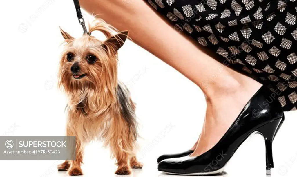 Portrait of a yorkshire terrier and its owner bending next to it - Isolated