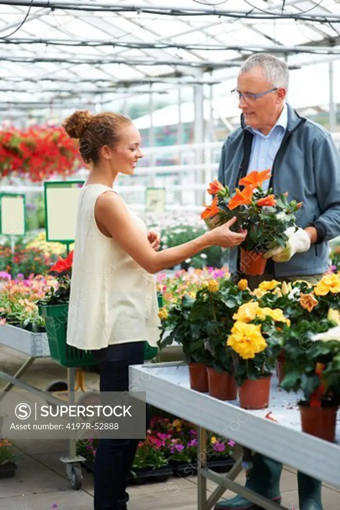 Communication-mature male florist showing attractive young female a pot of orange flowers in nursery