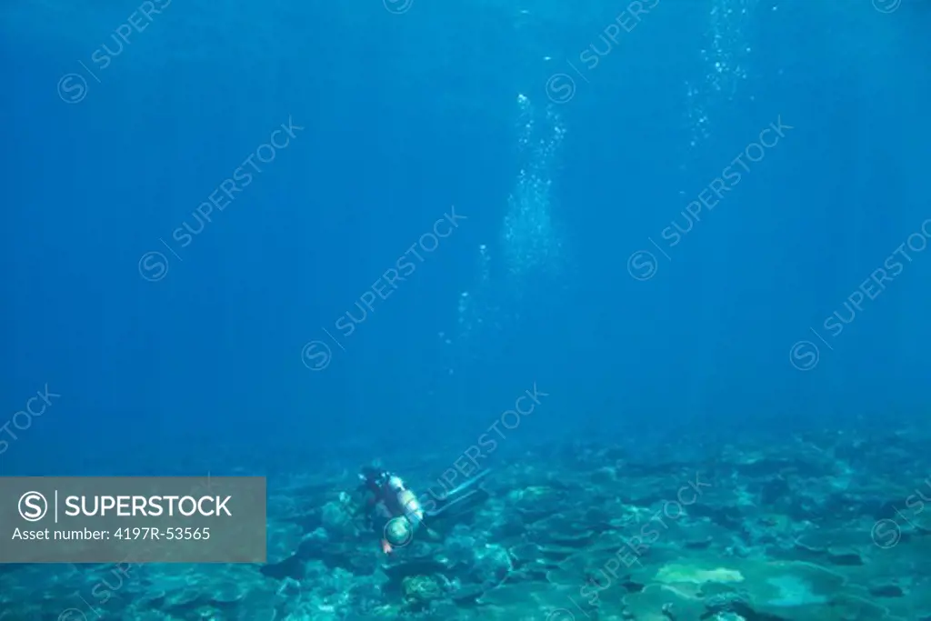 Woman exploring the coral reef during a scuba dive - copyspace