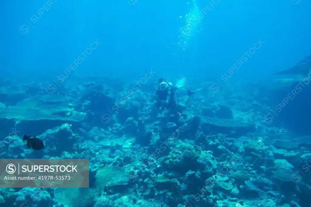 Woman in scuba gear diving above a coral reef - copyspace