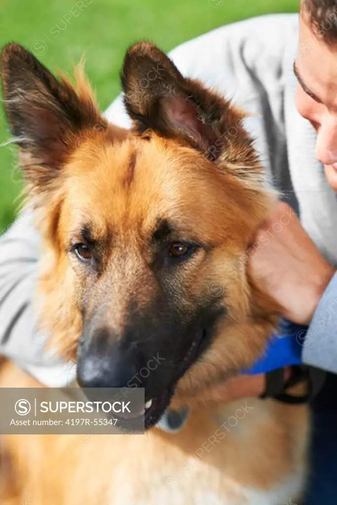 Closeup of a German Sheperd being embraced by his owner