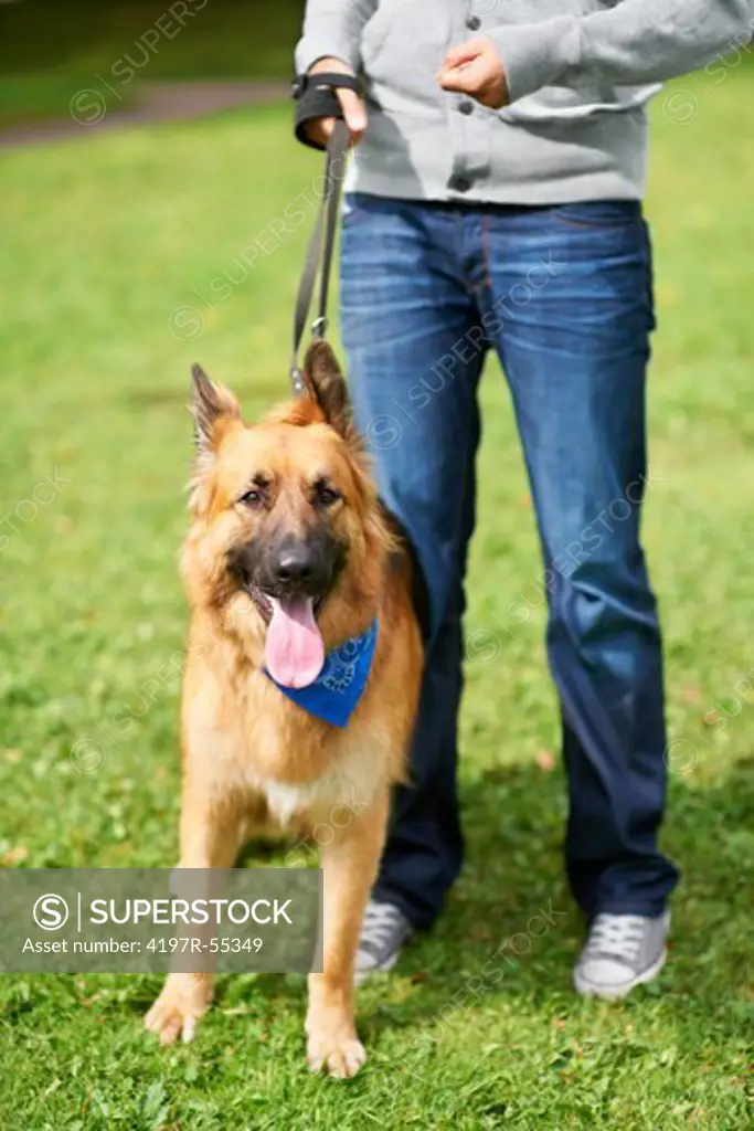 Cropped image of an adult holding his German Sheperd on a leash