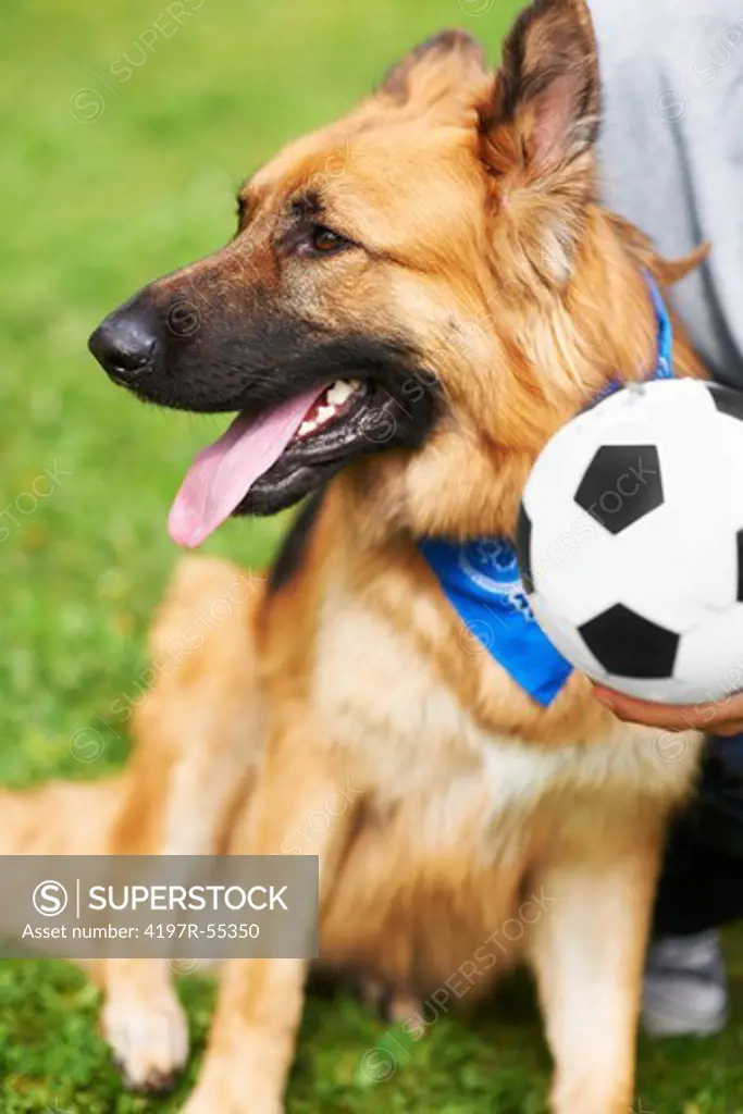 Closeup of a healthy Alsation looking sideways while his owner holds a soccer ball
