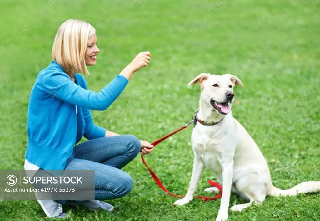 Pretty young woman training her cute labrador while at the dog park