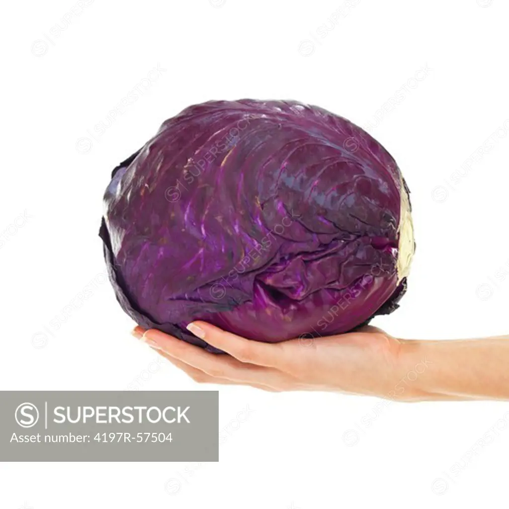 Cropped view of a woman's hand holding a purple cabbage