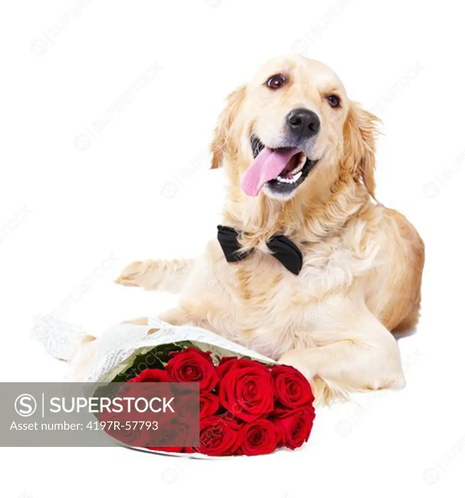 A Golden Retriever wearing a bowtie lying with a bunch of red roses