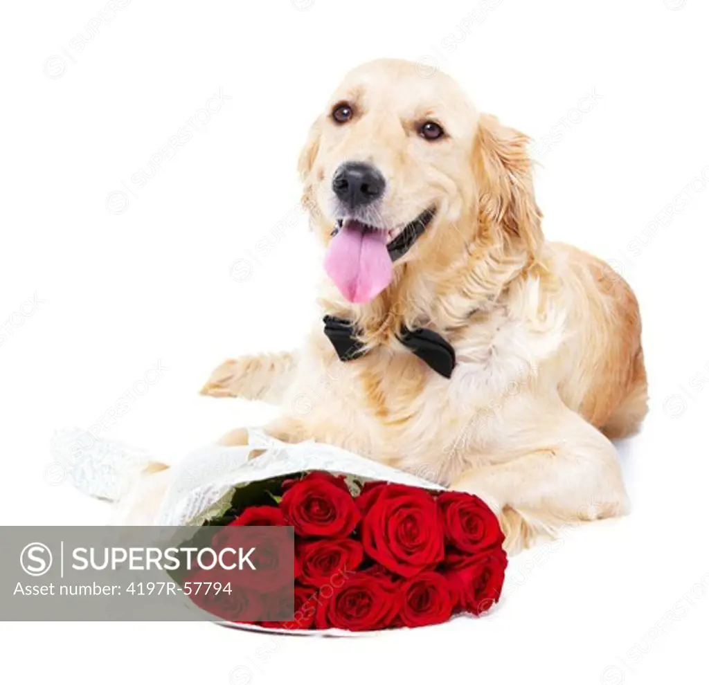 A Golden Retriever wearing a bowtie lying with a bunch of roses