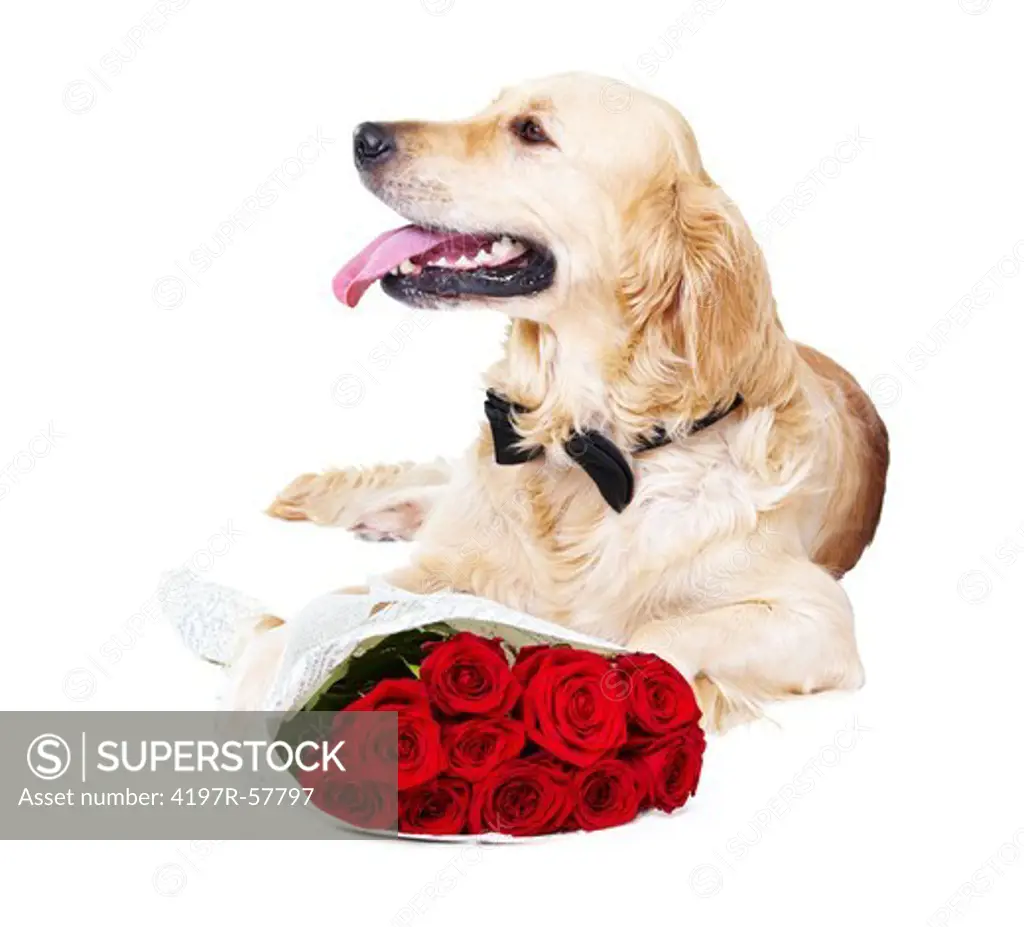 A Golden Retriever wearing a bowtie lying with a buch of red roses