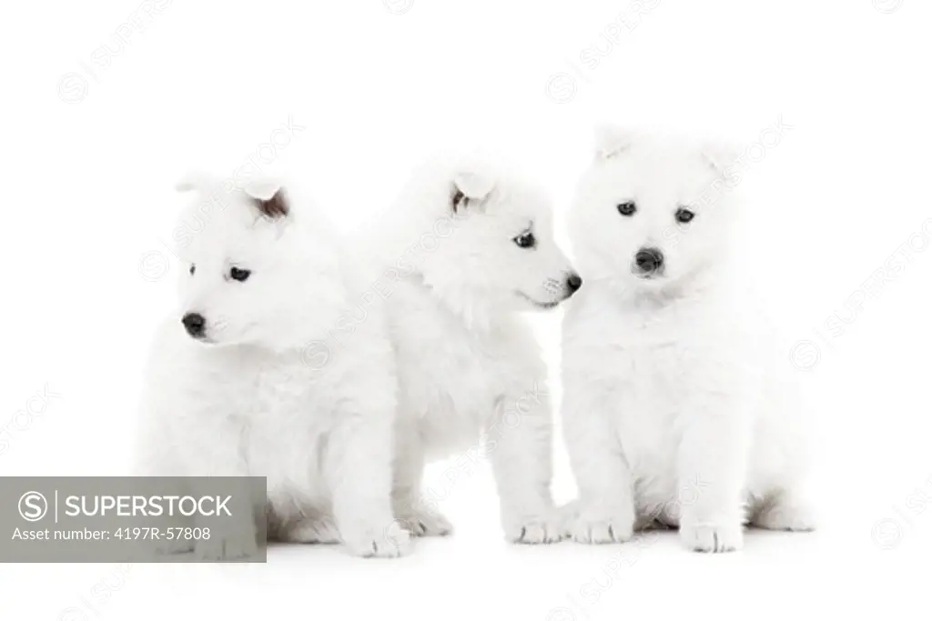 Three fluffy Samoyed puppies isolated on white