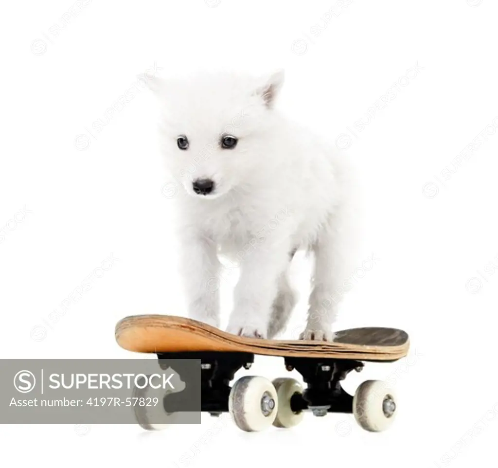 An adorable Samoyed puppy standing on a skateboard