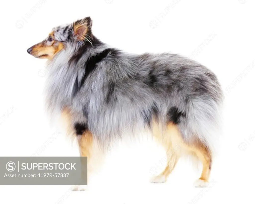 Side view of a healthy shetland sheepdog standing against a white background