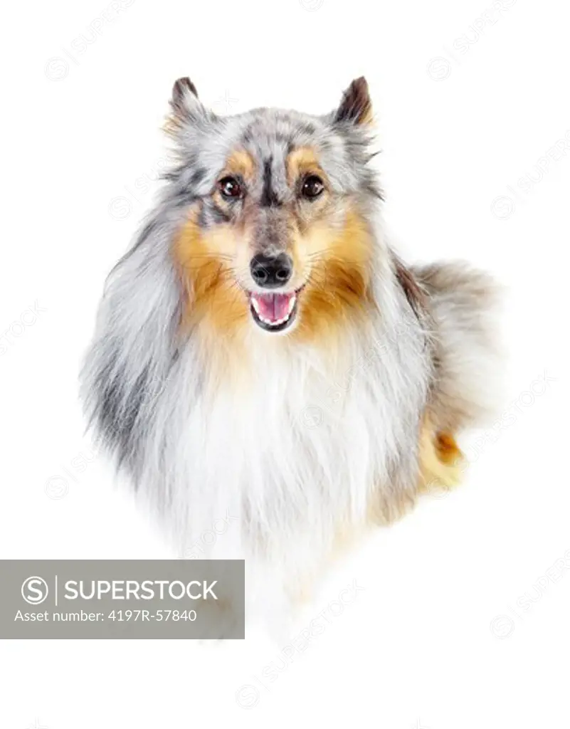 Adorable shetland sheepdog looking up at you while sitting on a white background