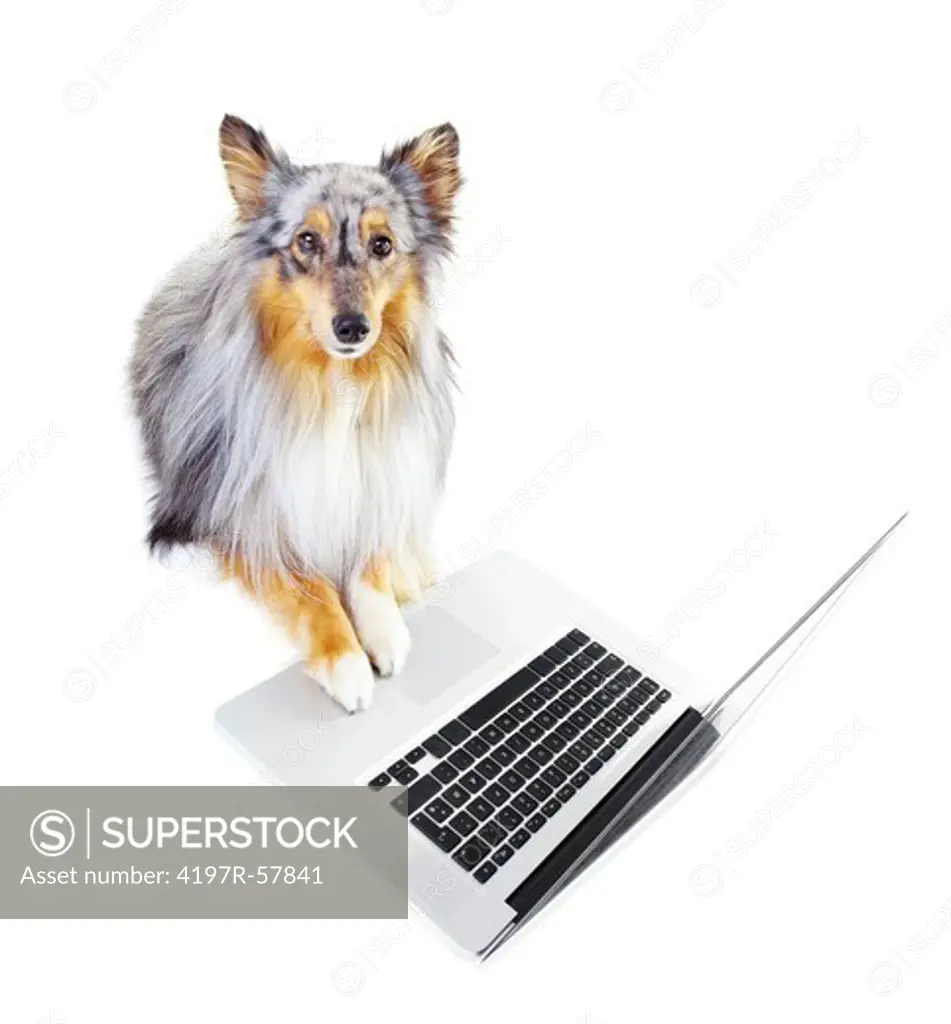 Adorable shetland sheepdog using a laptop while against a white background